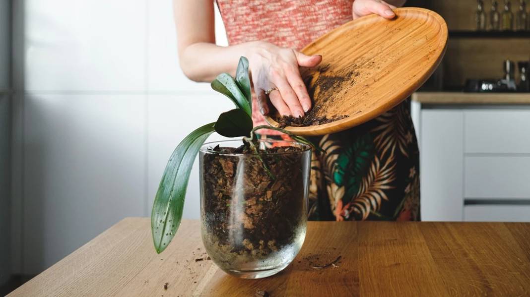 Saksı orkidesini coşturuyor. Çiçeğin dibine ekleyin tüm orkideler dirilsin - Resim: 12